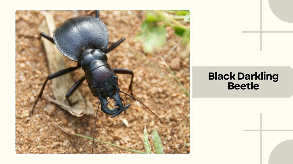 Black Darkling Beetle