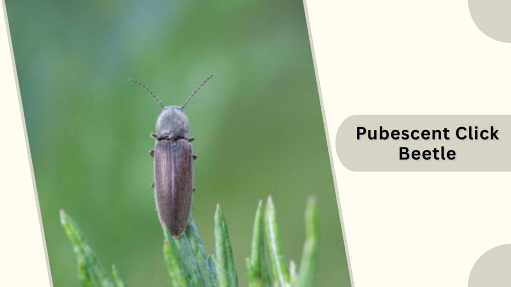 Pubescent Click Beetle