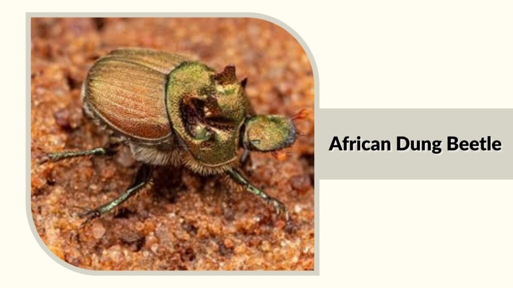 African Dung Beetle