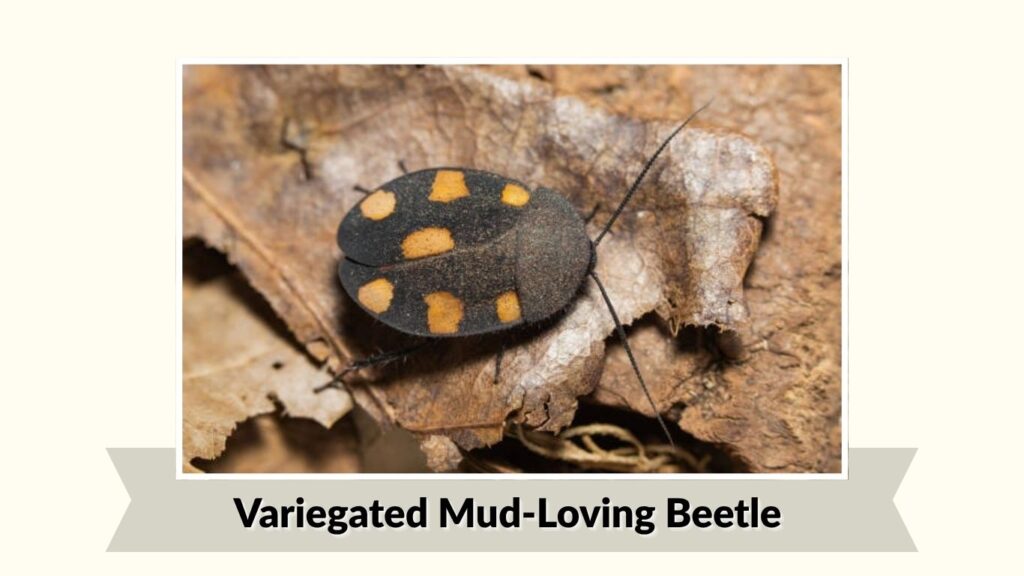 Variegated Mud-Loving Beetle