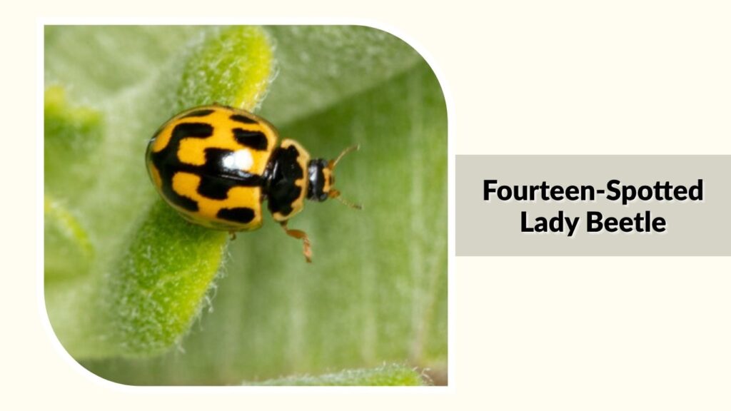 Fourteen-Spotted Lady Beetle