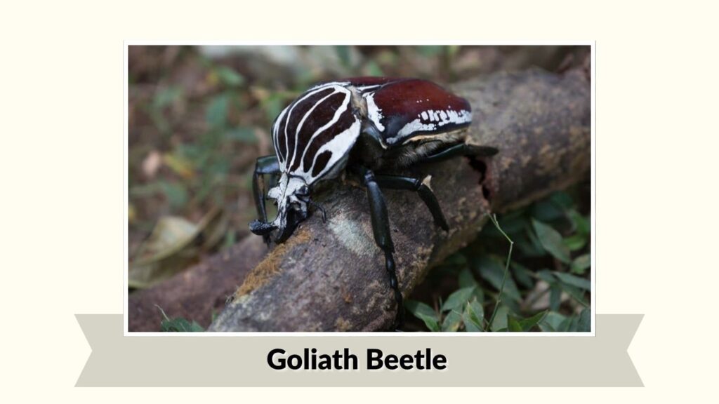 Goliath Beetle