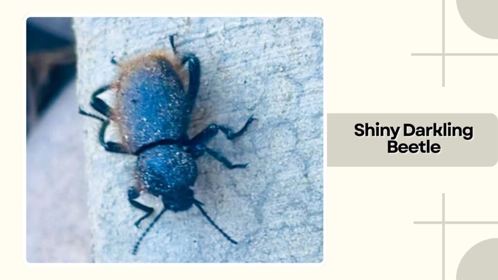 Shiny Darkling Beetle