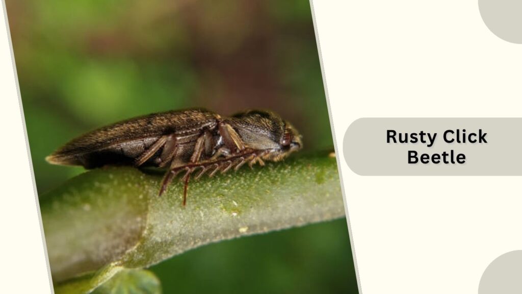 Rusty Click Beetle