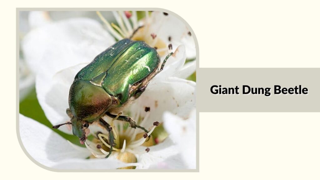 Giant Dung Beetle