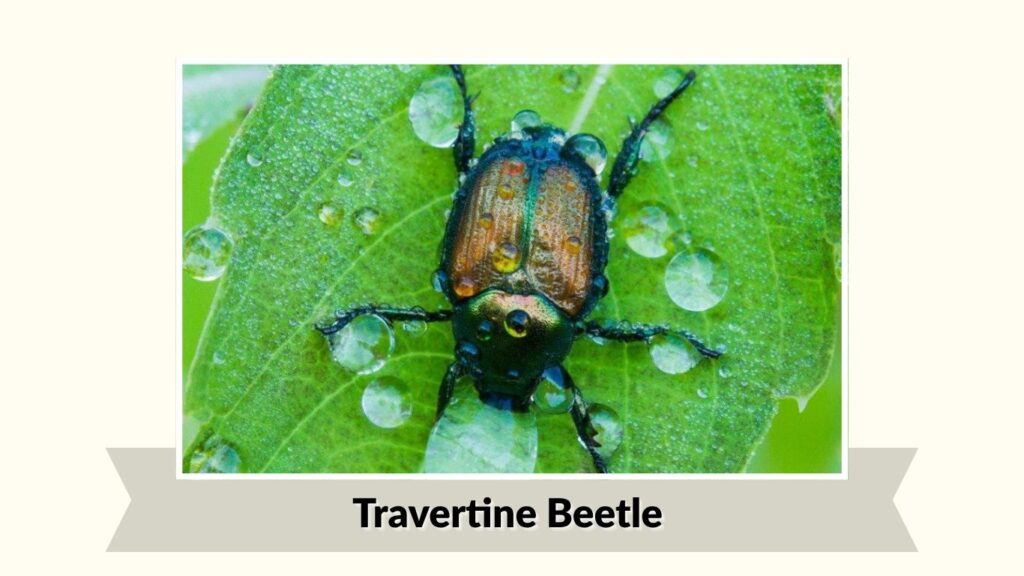 Travertine Beetle