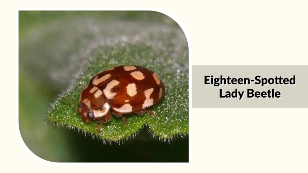 Eighteen-Spotted Lady Beetle