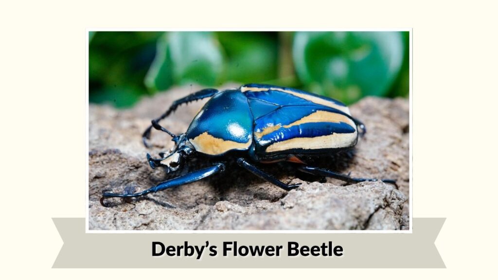 Derby’s Flower Beetle