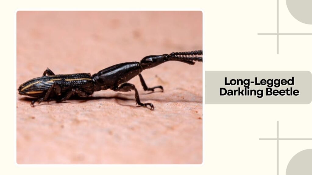 Long-Legged Darkling Beetle