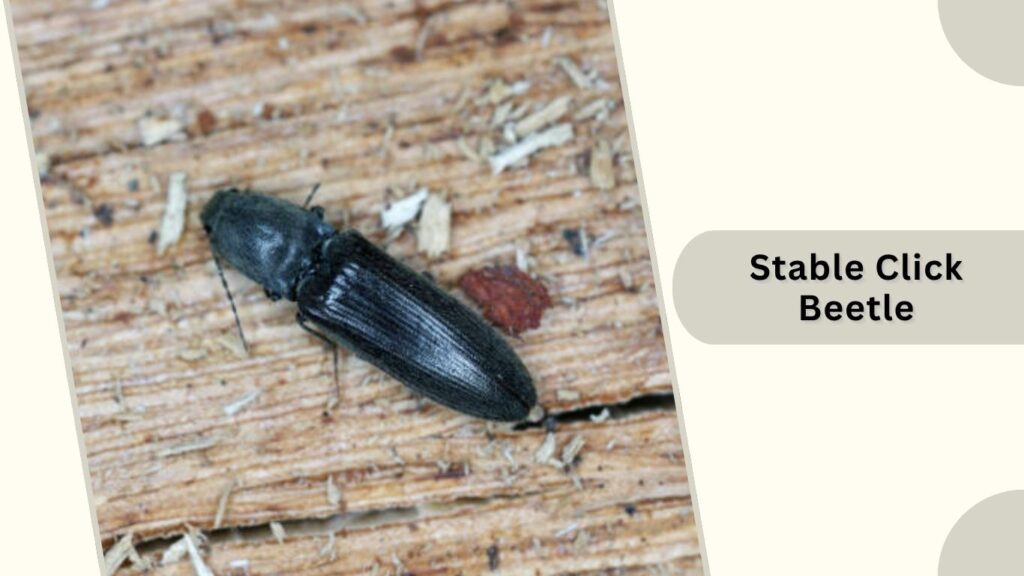 Stable Click Beetle