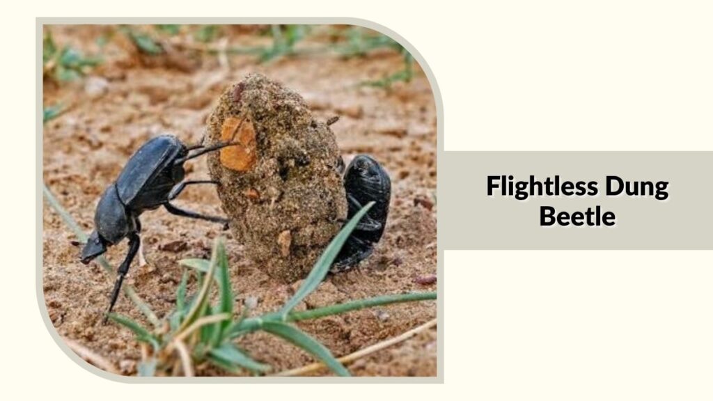  Flightless Dung Beetle