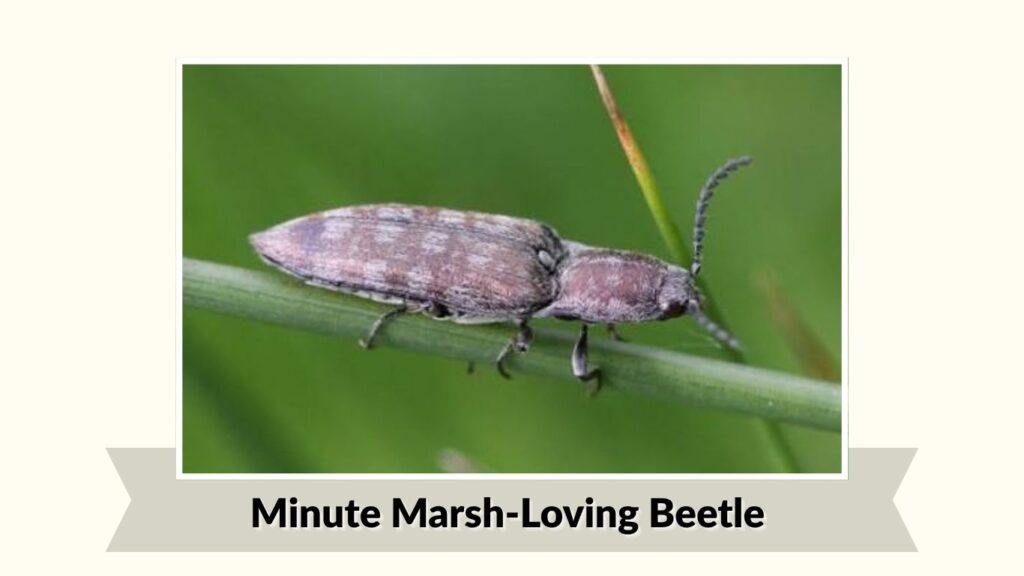 Minute Marsh-Loving Beetle