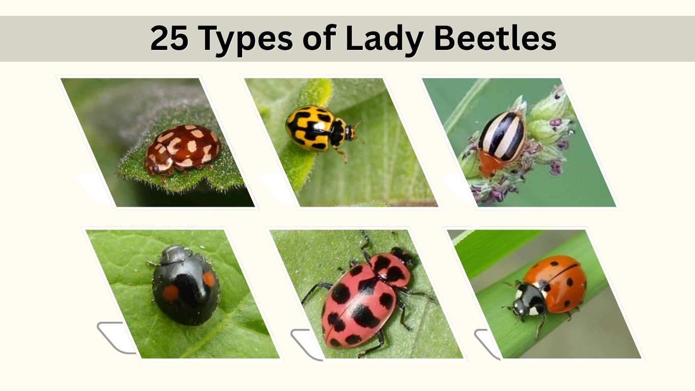25 Types of Lady Beetles: Identification, Habitat & Facts
