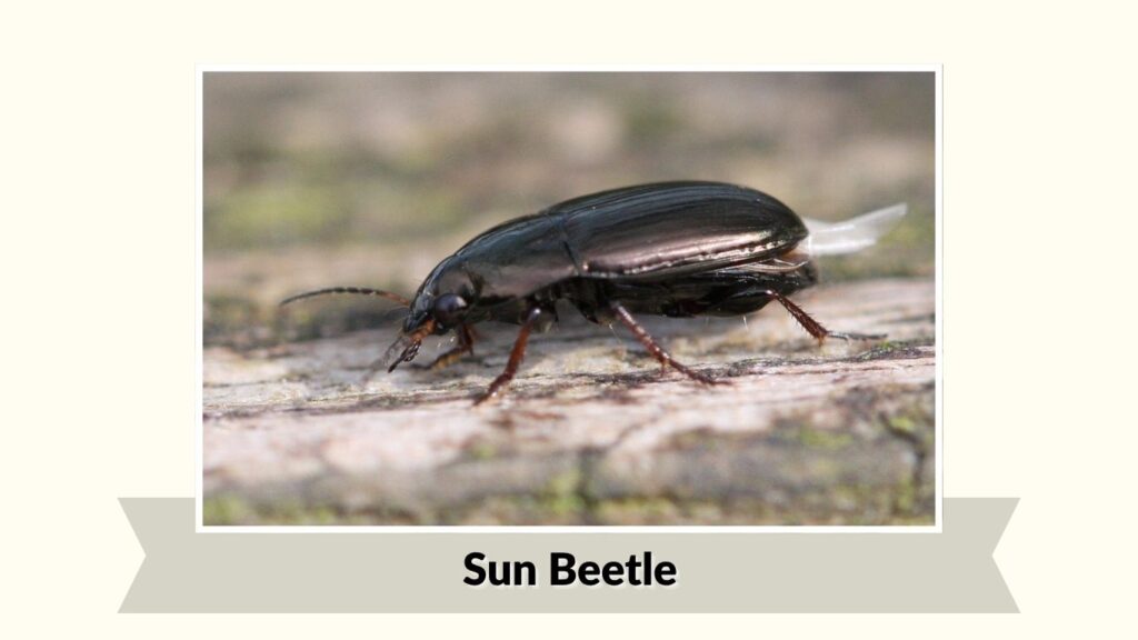 Sun Beetle