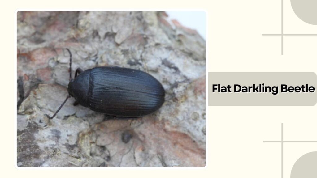 Flat Darkling Beetle