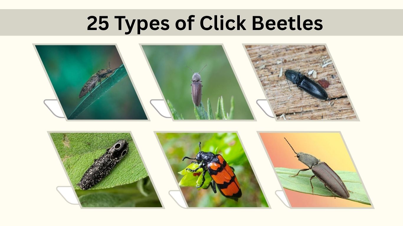 25 Types of Click Beetles: Identification, Habitat & Facts