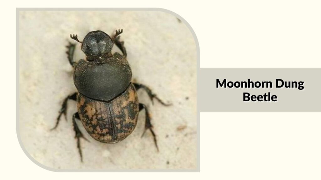 Moonhorn Dung Beetle