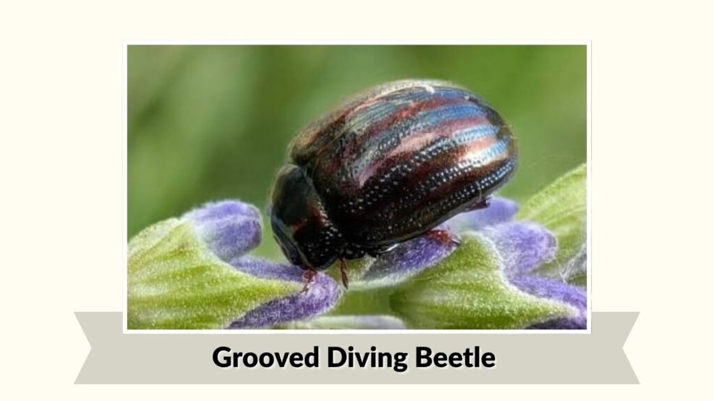 Grooved Diving Beetle
