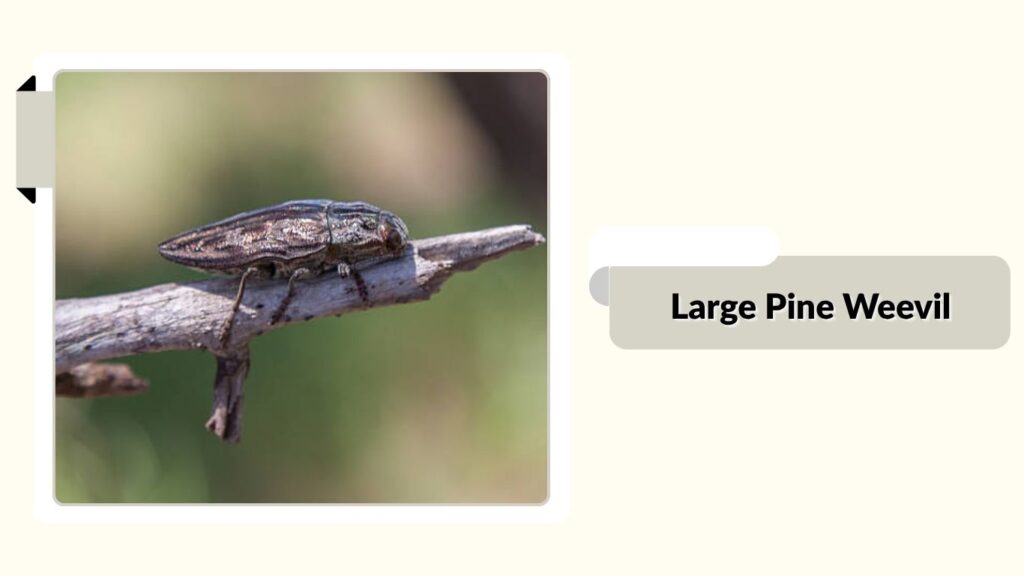 Large Pine Weevil