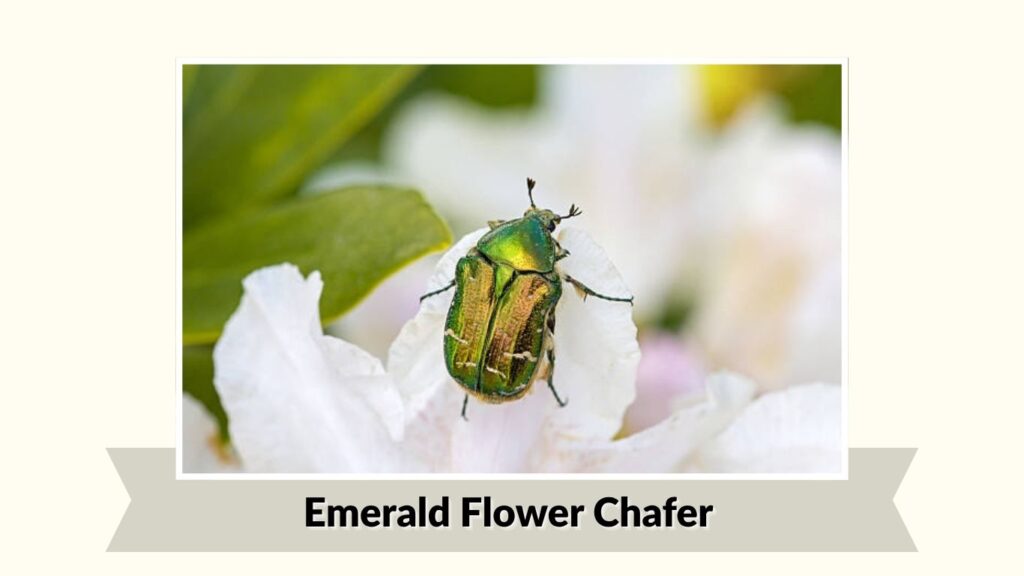 Emerald Flower Chafer