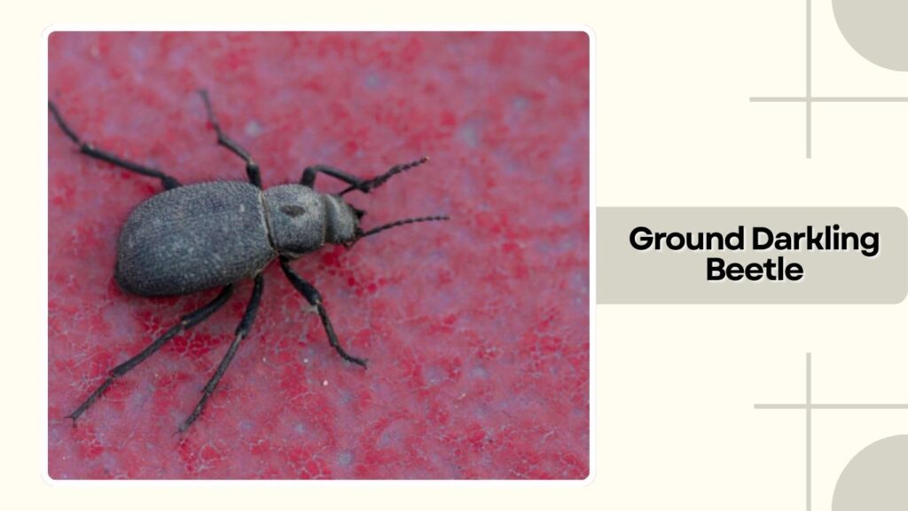 Ground Darkling Beetle
