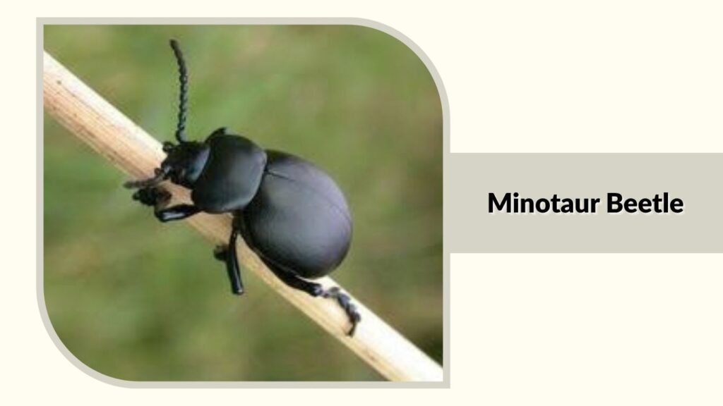  Minotaur Beetle