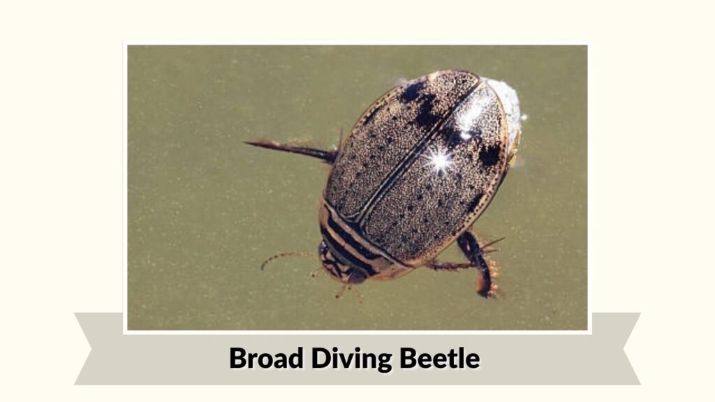  Broad Diving Beetle