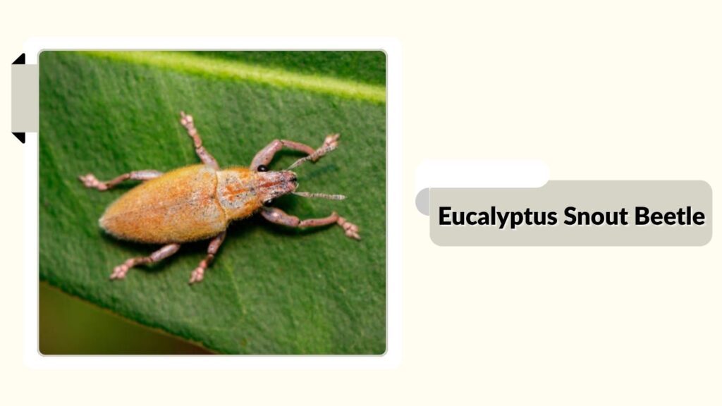 Eucalyptus Snout Beetle