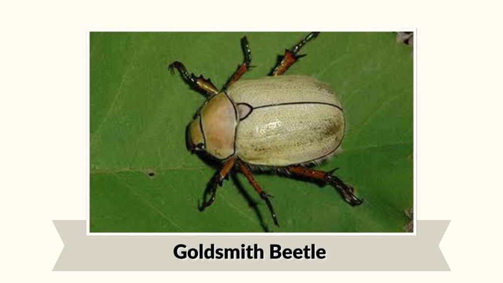 Goldsmith Beetle