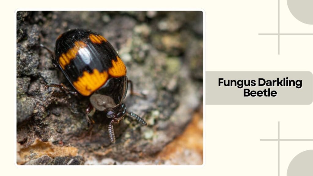 Fungus Darkling Beetle