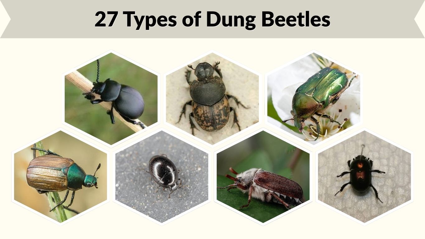 27 Types of Dung Beetles: Id with Pictures and Facts