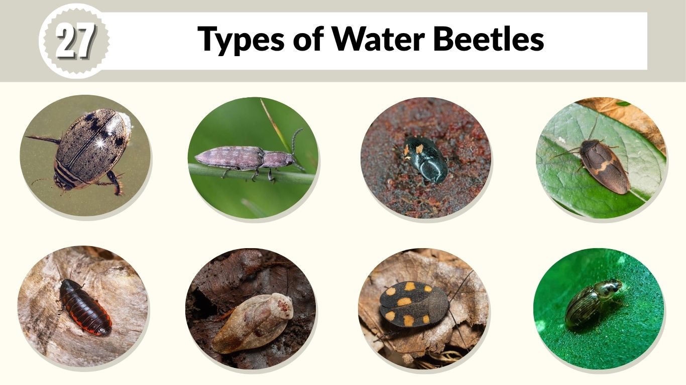 27 Types of Water Beetles: Id with Pictures and Facts