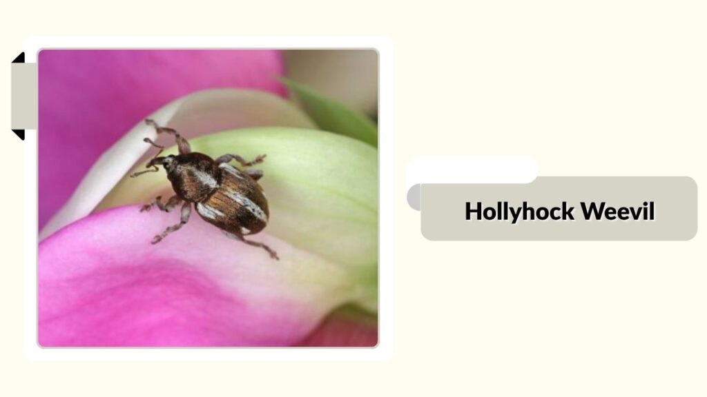 Hollyhock Weevil