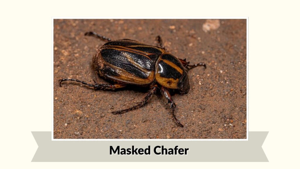Masked Chafer
