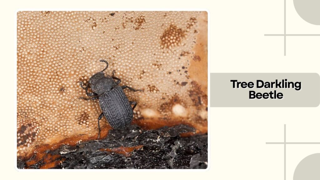 Tree Darkling Beetle