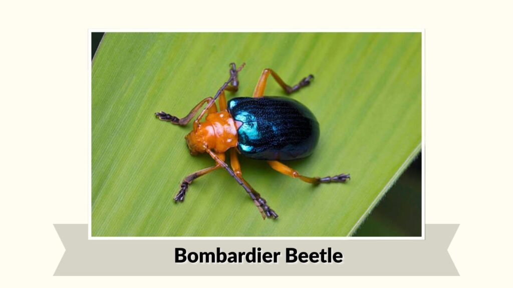 Bombardier Beetle