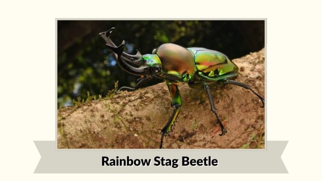 Rainbow Stag Beetle