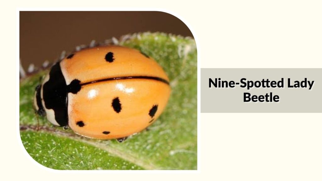 Nine-Spotted Lady Beetle