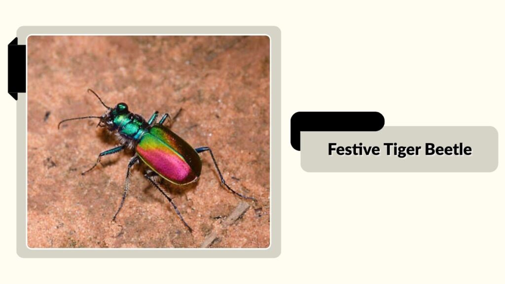 Festive Tiger Beetle