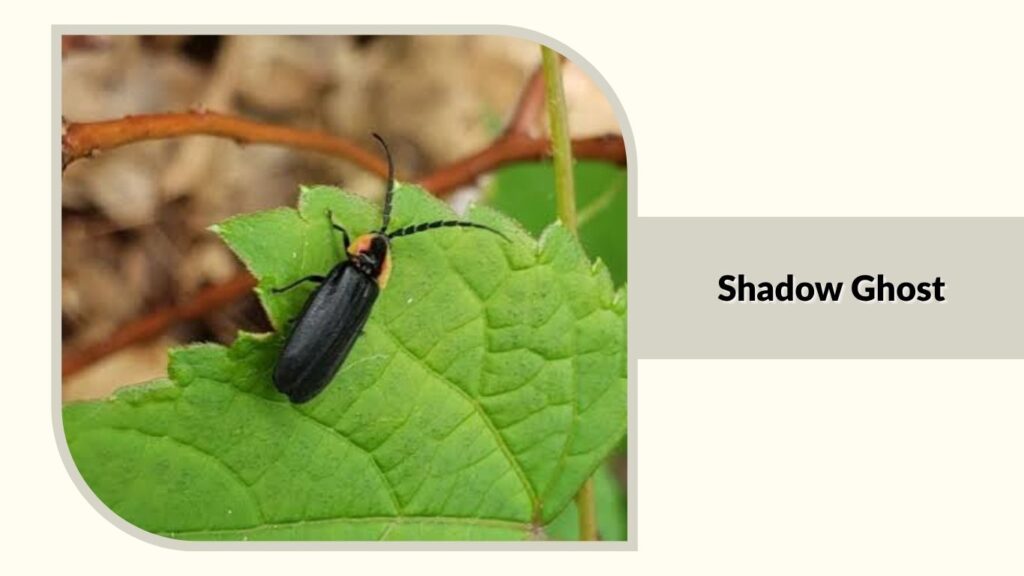 Shadow Ghost
