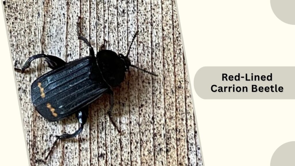 Red-Lined Carrion Beetle