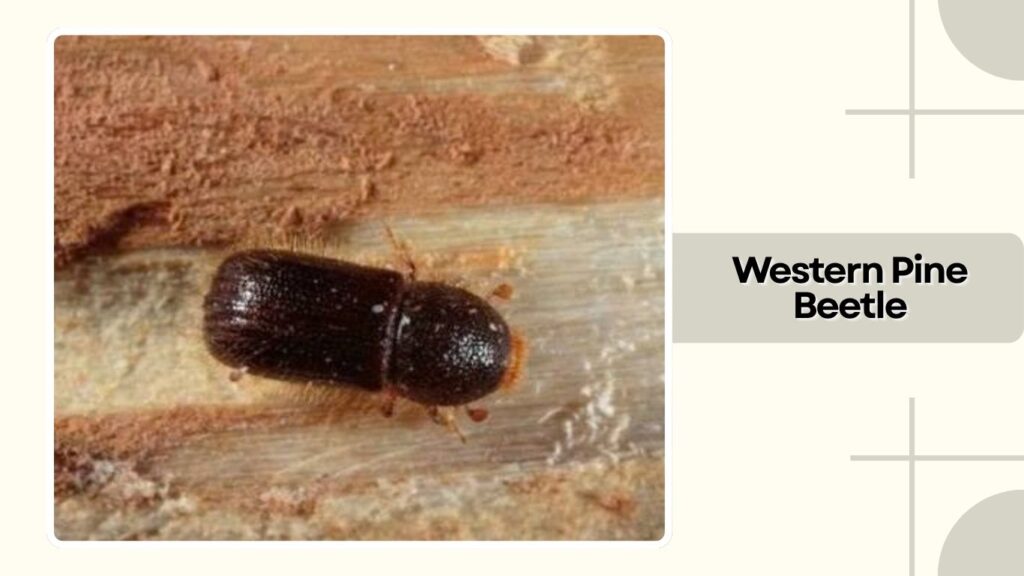 Western Pine Beetle