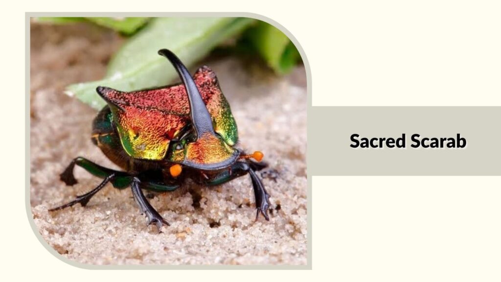 Sacred Scarab