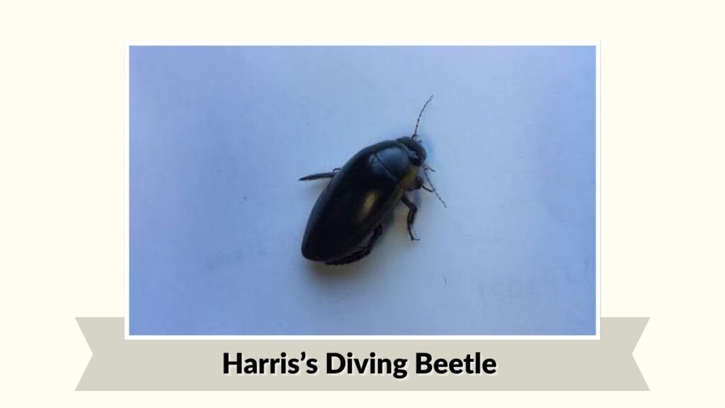 Harris’s Diving Beetle