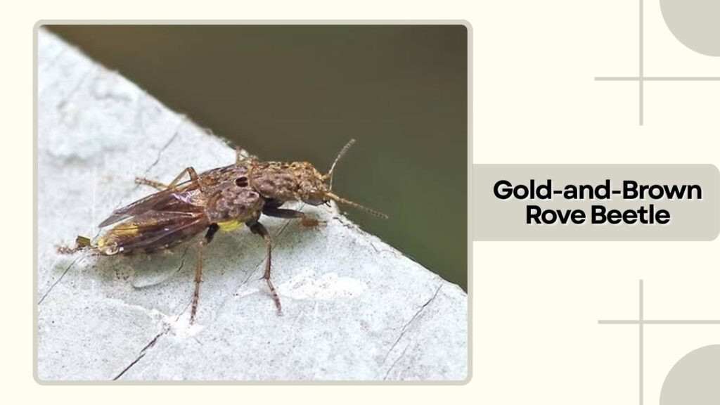 Gold-and-Brown Rove Beetle