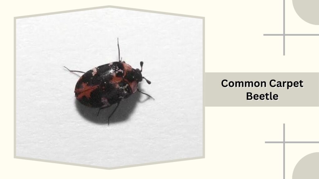 Common Carpet Beetle
