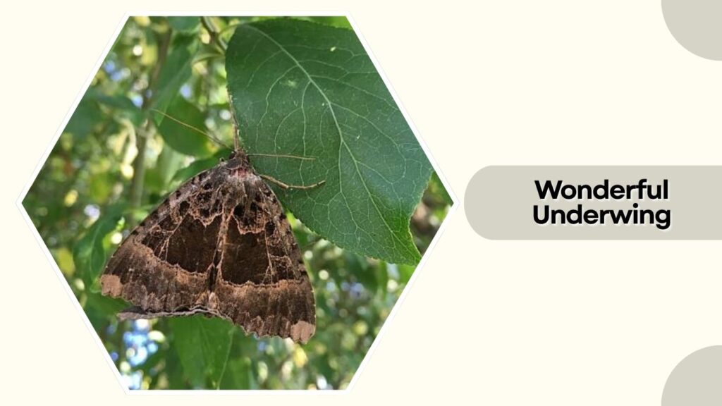 Wonderful Underwing