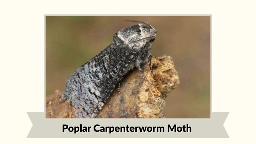 Poplar Carpenterworm Moth
