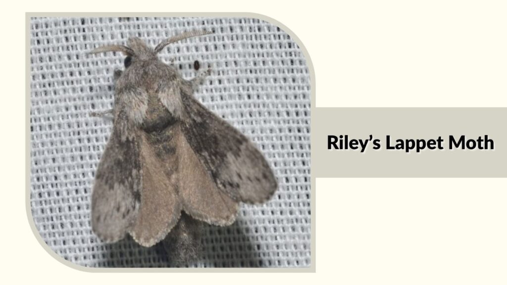 Riley’s Lappet Moth