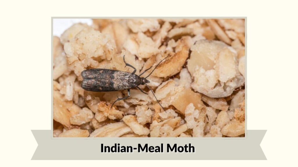 Indian-Meal Moth
